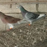 پلاکی|پرنده|شادگان, |دیوار