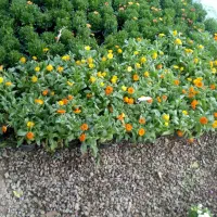 با سلام خسته نباشید کارهای باغبانی هرس کردن