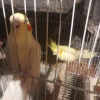 دجفت طوطی عروس لوتینو با جوجه ابلاغ.|پرنده|فریدونکنار, |دیوار