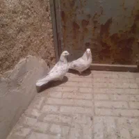 کبوتر|پرنده|کمیجان, |دیوار