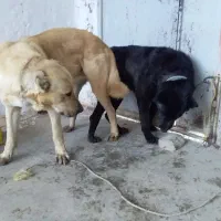 گم شده|حیوانات|تهران, ایران|دیوار