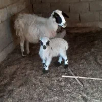 میش با بره|حیوانات مزرعه|بندرعباس, |دیوار