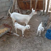 بز صلاله دوقلوزا