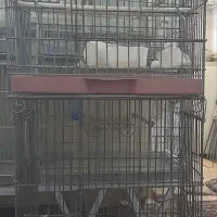 قفس|لوازم جانبی حیوانات|ساوه, |دیوار