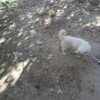 فروش سگ پاپی