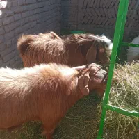 بزغاله فروشی|حیوانات مزرعه|قائن, |دیوار