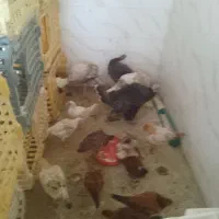 انواع مرغ زنده مرغ محلی و بوقلمون موجوده بشتابید