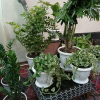 گلهای منحصر به فرد جذاب|گل و گیاه طبیعی|تهران, نیروی هوایی (پیروزی)|دیوار