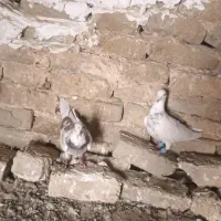 کفتر|پرنده|چناران, |دیوار