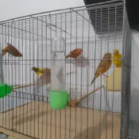 قناری اوپال رنگ دارچینی و سوخته|پرنده|رشت, ترمینال|دیوار