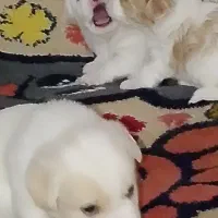 ۴ تا توله نر و ماده پشمالو|سگ|بندر امام خمینی, |دیوار