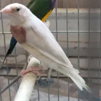 گلدین سیلور ماده