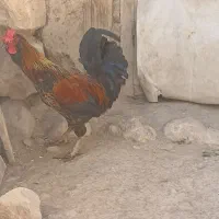 خروس گلین لری|حیوانات مزرعه|قم, علی آباد سعدگان|دیوار
