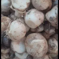 موسیر درجه یک