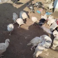 جوجه بوقلمون|حیوانات مزرعه|خواف, |دیوار