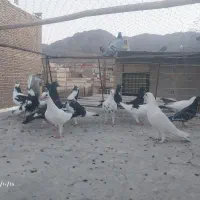 کبوتر|پرنده|بیرجند, |دیوار