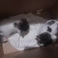 واگذاری دو بچه گربه نر خوشگل