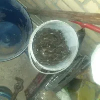 زنجیر و جکلوی و تور و تیفور و  گریس