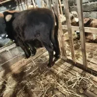 فروش ورزا کوله