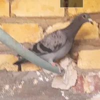 گم شده|حیوانات|زابل, |دیوار