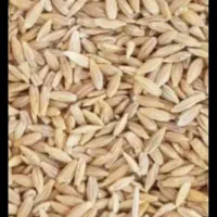 چن تن جو وبلغور جو