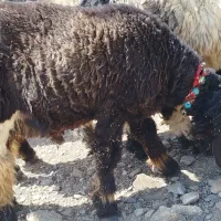 نرمیش|حیوانات مزرعه|مسجد سلیمان, |دیوار