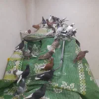 پرنده