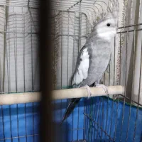 عروس هلندی نر