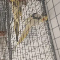 یک جفت دوکت لوتینو درجه یک جوان