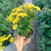 داوودی|گل و گیاه طبیعی|تهران, مشیریه|دیوار