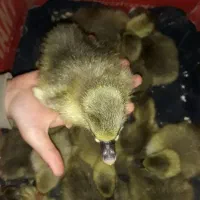 غازکُته|حیوانات مزرعه|ساری, |دیوار