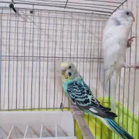 یه جفت مرغ عشق خوش رنگ|پرنده|تهران, سازمان آب|دیوار