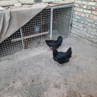 مرغ و خروس لاری معاوضه با دوچرخه ۲۶|حیوانات مزرعه|تربت جام, شهید مدرس|دیوار