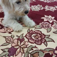 سگ پاکوتاه خانگی