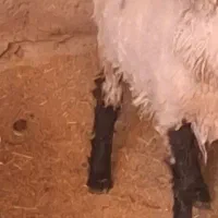 کابور چاق آبست