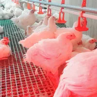 مرغ گوشتی|حیوانات مزرعه|بافت, |دیوار