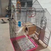 یه جفت عروس هلندی همراه قفس