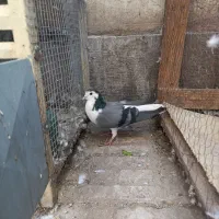 ماده واز|پرنده|اصفهان, سودان|دیوار