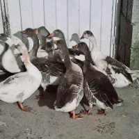 غاز محلی ،غاز محلی درشت ، غاز محلی نر و ماده|حیوانات مزرعه|سیاهکل, |دیوار