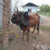 ورزا کوله گرگی چالوسی ۱۱۰ تایی|حیوانات مزرعه|آستانه اشرفیه, |دیوار