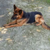 سگ ژرمن ماده نگهبان  تربیتشده|سگ|زرگرشهر, |دیوار