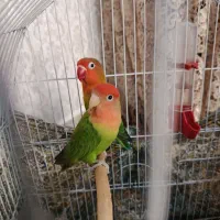 یک جفت طوطی برزیلی