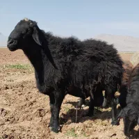 فروش قوچ هترو