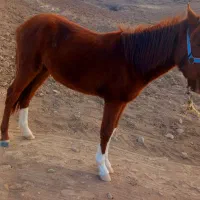 کره‌اسب‌نر‌|اسب و تجهیزات اسب‌سواری|بجنورد, |دیوار