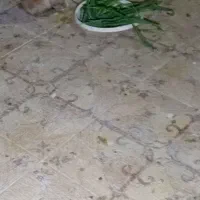 خرگوش ماده