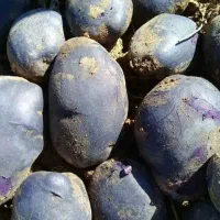 سیب زمینی بنفش