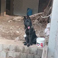 ژرمن بلک ورک نر