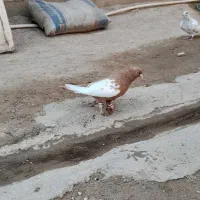 یکت سفید|پرنده|کرخه, |دیوار