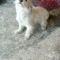 سگ شیتزو|سگ|ایوان, |دیوار