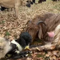 گوسفند و بره ا